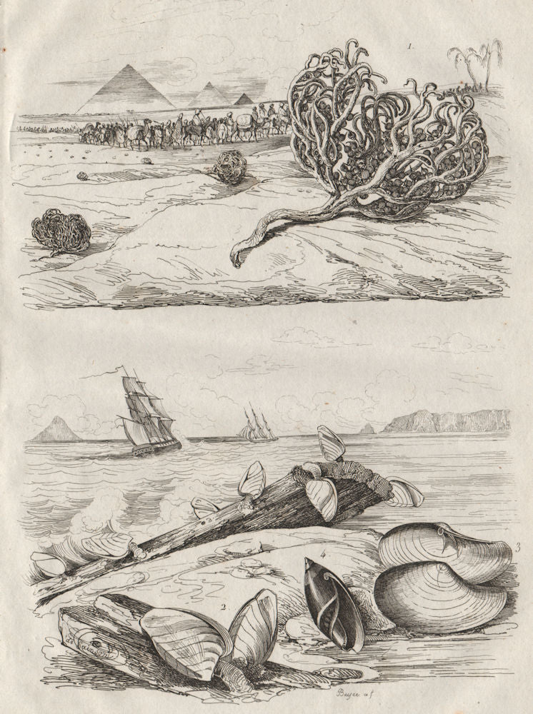 Rose Jericho tumbleweed. Goose barnacles. Anatina clam. Olive snail 1834 print